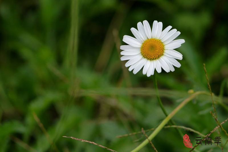 泸西除虫菊3.jpg