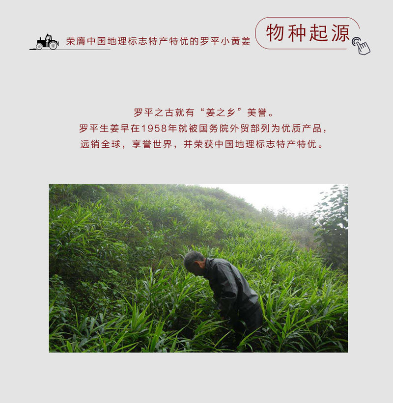 小黄姜_03.jpg