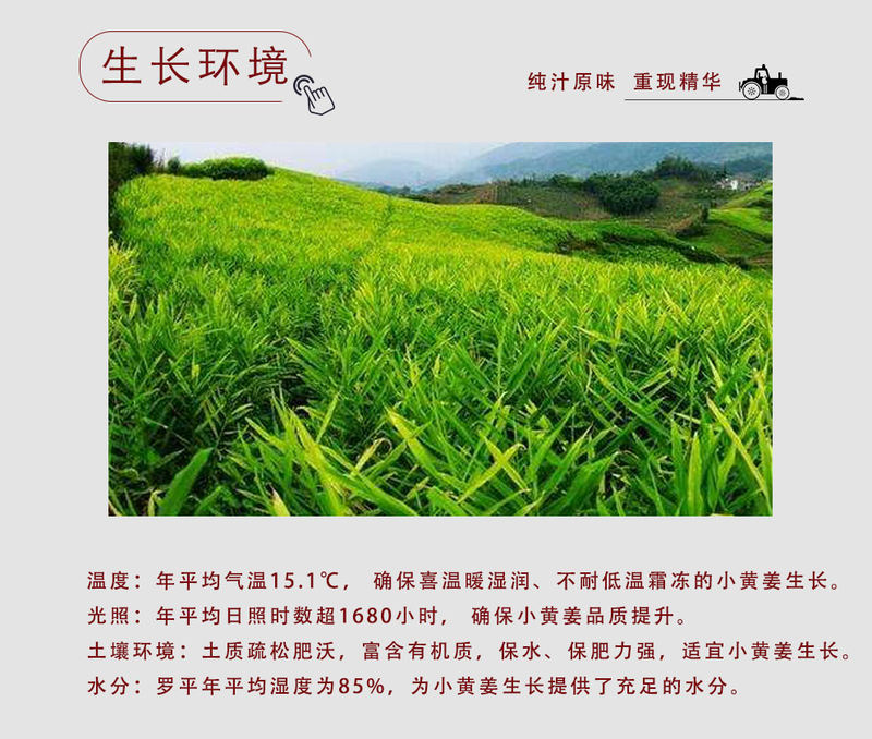 小黄姜_04.jpg