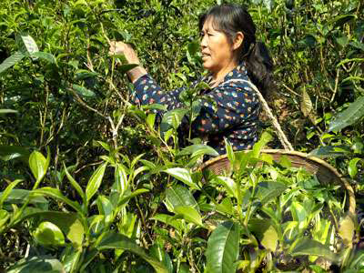 茶.jpg