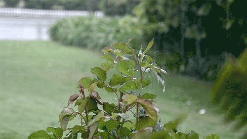 6.gif