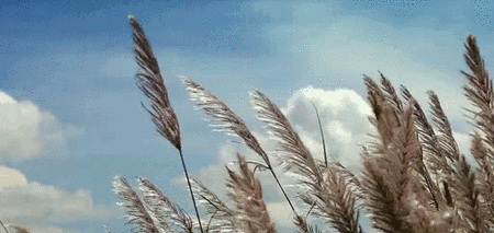 7.gif