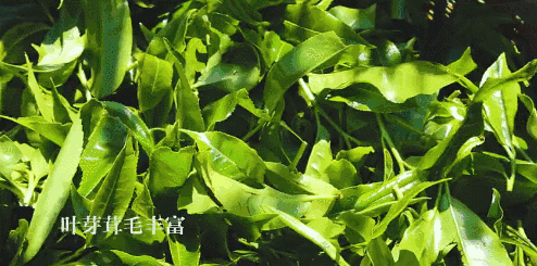 5.gif