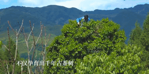 11.gif