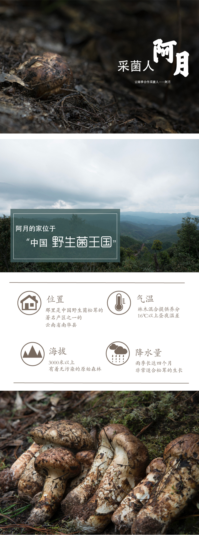松茸详情页1.jpg