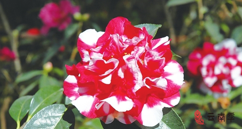 1549934190(1).png